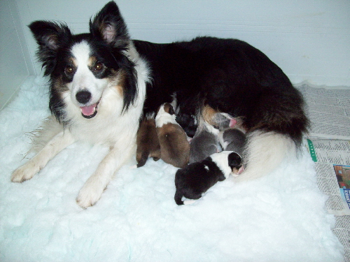 Fleck & pups (2 days old)
