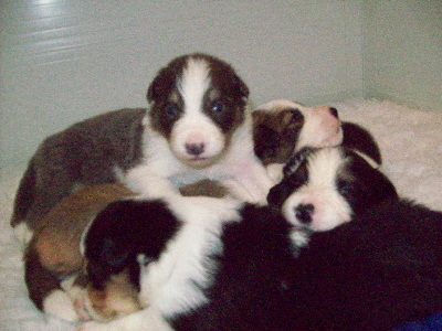 Pups at 2 weeks