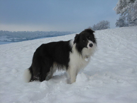 Oscar standing snow