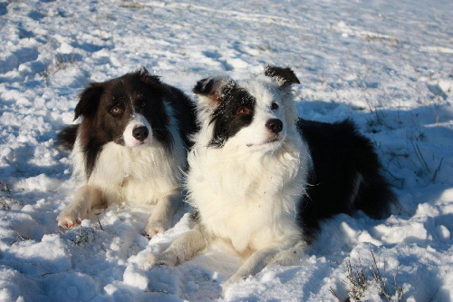Snow dogs good